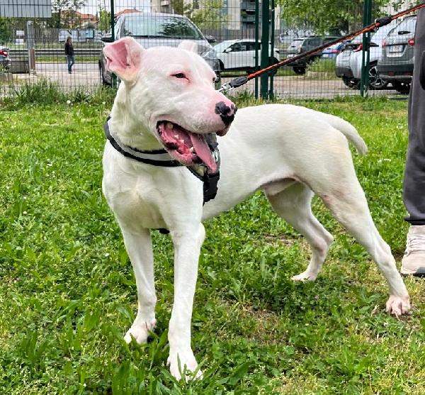 ALBINO DOGO ARGENTINO Foto 4
